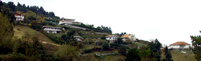 Arana auzoa